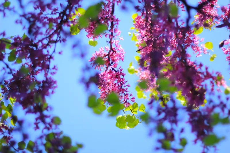 Redbud trees in Yeşilyurt Village